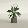 Montroy Small Cube Square Fiberglass Planter - 12 in x 12 in x 12 in - Matte Bronze - Matte Bronze,12 in x 12 in x 12 in