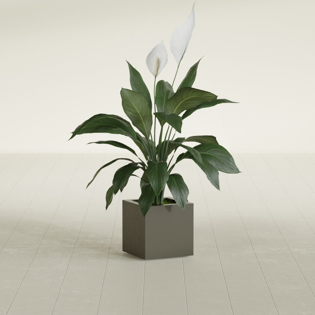 Montroy Small Cube Square Fiberglass Planter - 12 in x 12 in x 12 in - Matte Bronze - Matte Bronze,12 in x 12 in x 12 in