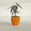 Wannsee Medium Round Fiberglass Planter - 27 in x 27 in x 24 in - Gloss Tangerine - Gloss Tangerine,27 in x 27 in x 24 in
