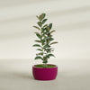 Casablanca Medium Round Low Bowl Fiberglass Planter - 24 in x 24 in x 12 in - Gloss Eggplant - Gloss Eggplant,24 in x 24 in x 12 in