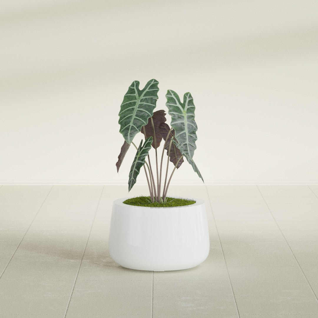 Short Hayden Small Round Fiberglass Planter - 12 in x 12 in x 7 in - Matte White - Matte White,12 in x 12 in x 7 in