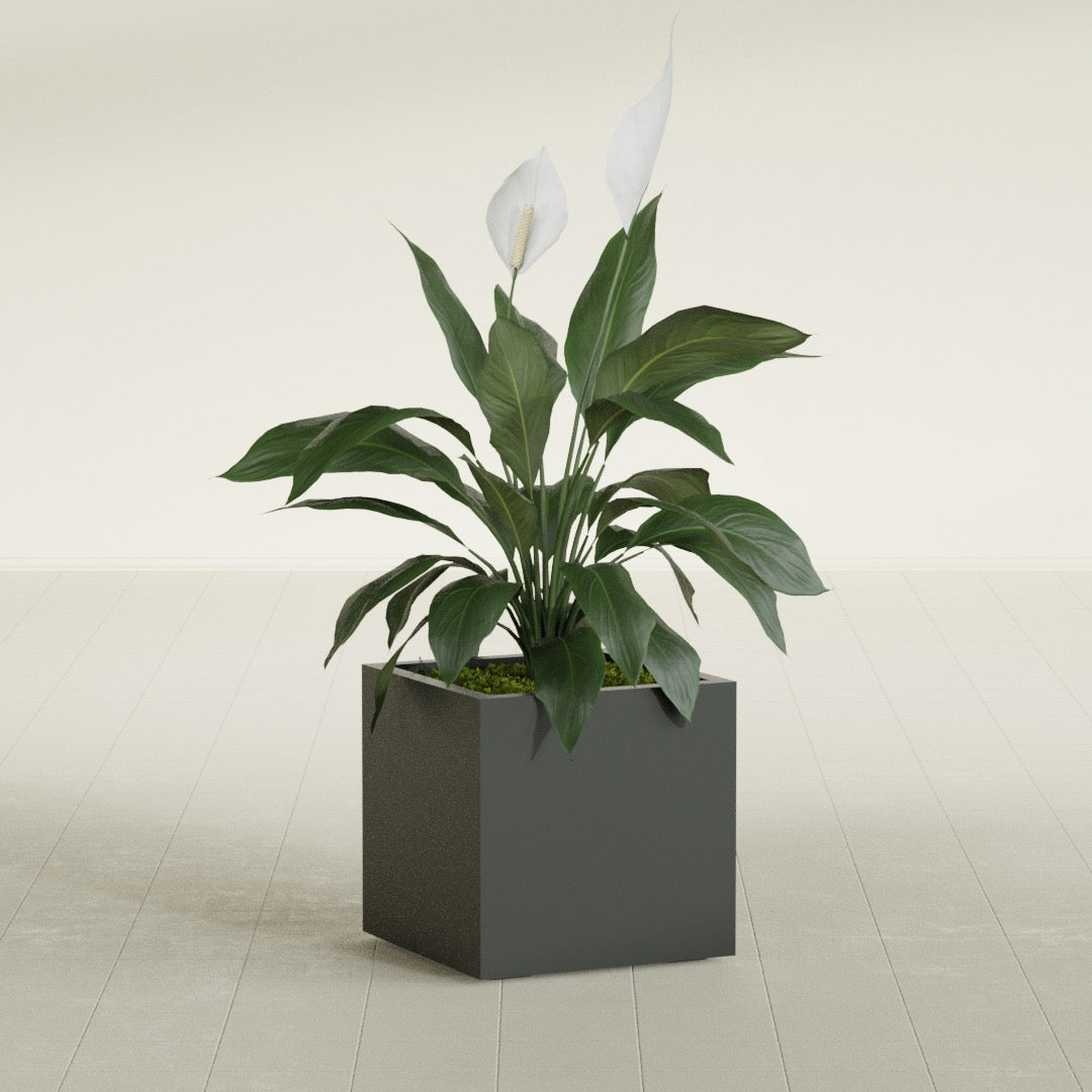 Montroy Medium Cube Square Fiberglass Planter - 20 in x 20 in x 20 in - Matte Charcoal - Matte Charcoal,20 in x 20 in x 20 in