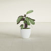 Wannsee Small Round Fiberglass Planter - 15 in x 15 in x 13 in - Matte White - Matte White,15 in x 15 in x 13 in