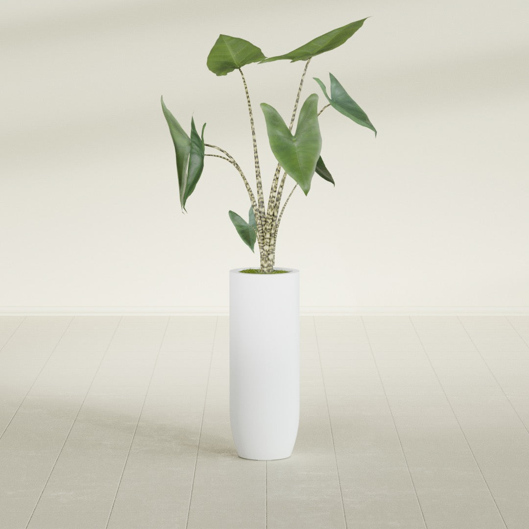 Saint Tropez Large Tall Round Fiberglass Planter - 12 in x 12 in x 32 in - Gloss White - Gloss White,12 in x 12 in x 32 in