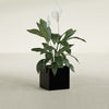 Montroy Small Cube Square Fiberglass Planter - 16 in x 16 in x 16 in - Gloss Black - Gloss Black,16 in x 16 in x 16 in
