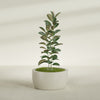 Casablanca Large Round Low Bowl Fiberglass Planter - 30 in x 30 in x 15 in - Satin Beige - Satin Beige,30 in x 30 in x 15 in
