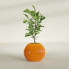 Globe Medium Sphere Fiberglass Planter - 24 in x 24 in x 19 in - Gloss Tangerine - Gloss Tangerine,24 in x 24 in x 20 in