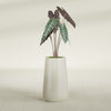 Saigon Large Tapered Round Planter - 14 in x 14 in x 30 in - Satin Beige - Satin Beige,13.7 in x 13.7 in 30 in