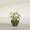 Lima Small Tapered Square Fiberglass Planter - 12 in x 12 in x 12 in - Matte Bronze - Matte Bronze,12 in x 12 in x 12 in