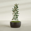Casablanca Large Round Low Bowl Fiberglass Planter - 30 in x 30 in x 15 in - Matte Brown - Matte Brown,30 in x 30 in x 15 in