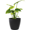 Harrison Small Round Plastic Planter - 13 in x 13 in x 11.6 in - Black - Black,13 in x 13 in x 11.6 in