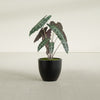 Wannsee Medium Round Fiberglass Planter - 22 in x 22 in x 19 in - Matte Black - Matte Black,22 in x 22 in x 19 in