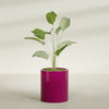 Rio Grande Medium Round Fiberglass Planter - 18 in x 18 in x 20 in - Gloss Eggplant - Gloss Eggplant,18 in x 18 in x 20 in