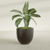 Alzira Large Round Fiberglass Planter - 30 in x 30 in x 28 in - Matte Brown - Matte Brown,30 in x 30 in x 28 in