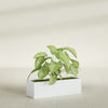 Reade Small Tabletop Rectangle Fiberglass Planter - 14 in x 5 in x 4.3 in - Matte White - Matte White,14 in x 5 in x 4.3 in