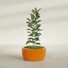Casablanca Large Round Low Bowl Fiberglass Planter - 30 in x 30 in x 15 in - Gloss Tangerine - Gloss Tangerine,30 in x 30 in x 15 in