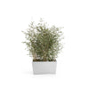 Paris Large Rectangle Planter - 31.5 in x 15 in x 15.75 in - Pure White - Pure White,31.5 in x 15 in x 15.75 in