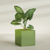 Montroy Extra Large Cube Square Fiberglass Planter - 48 in x 48 in x 48 in - Satin Green - Satin Green,48 in x 48 in x 48 in
