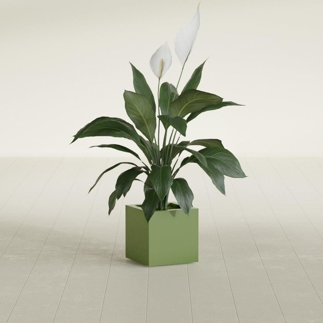 Montroy Small Cube Square Fiberglass Planter - 12 in x 12 in x 12 in - Satin Green - Satin Green,12 in x 12 in x 12 in