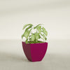 Lima Small Tapered Square Fiberglass Planter - 16 in x 16 in x 16 in - Gloss Eggplant - Gloss Eggplant,16 in x 16 in x 16 in