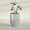Valencia Large Round Fiberglass Planter - 27 in x 27 in x 31 in - Metallic Silver - Metallic Silver,27 in x 27 in x 31 in