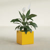 Montroy Medium Cube Square Fiberglass Planter - 20 in x 20 in x 20 in - Gloss Saffron - Gloss Saffron,20 in x 20 in x 20 in