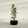 Casablanca Medium Round Low Bowl Fiberglass Planter - 24 in x 24 in x 12 in - Gloss Black - Gloss Black,24 in x 24 in x 12 in