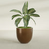 Alzira Large Round Fiberglass Planter - 30 in x 30 in x 28 in - Metallic Bronze - Metallic Bronze,30 in x 30 in x 28 in