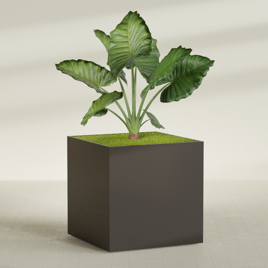 Montroy Extra Large Cube Square Fiberglass Planter - 60 in x 60 in x 60 in - Matte Brown - Matte Brown,60 in x 60 in x 60 in