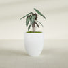 Valencia Medium Round Fiberglass Planter - 20 in x 20 in x 23 in - Matte White - Matte White,20 in x 20 in x 23 in