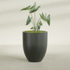 Valencia Large Round Fiberglass Planter - 27 in x 27 in x 31 in - Matte Charcoal - Matte Charcoal,27 in x 27 in x 31 in