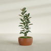 Casablanca Medium Round Low Bowl Fiberglass Planter - 24 in x 24 in x 12 in - Matte Terracotta - Matte Terracotta,24 in x 24 in x 12 in