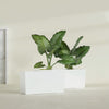 Panama Large Long Rectangle Fiberglass Planter - 36 in x 12 in x 18 in - Gloss White - Gloss White,36 in x 12 in x 18 in