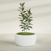 Casablanca Large Round Low Bowl Fiberglass Planter - 36 in x 36 in x 18 in - Matte White - Matte White,36 in x 36 in x 18 in