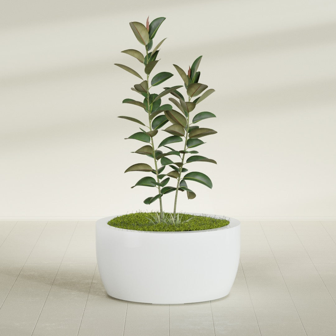 Casablanca Large Round Low Bowl Fiberglass Planter - 36 in x 36 in x 18 in - Matte White - Matte White,36 in x 36 in x 18 in