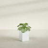 Miami Small Rectangle Fiberglass Planter - 12 in x 12 in x 18 in - Matte White - Matte White,12 in x 12 in x 18 in