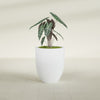 Valencia Medium Round Fiberglass Planter - 20 in x 20 in x 23 in - Gloss White - Gloss White,20 in x 20 in x 23 in