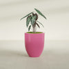 Valencia Medium Round Fiberglass Planter - 20 in x 20 in x 23 in - Gloss Pink Violet - Gloss Pink Violet,20 in x 20 in x 23 in