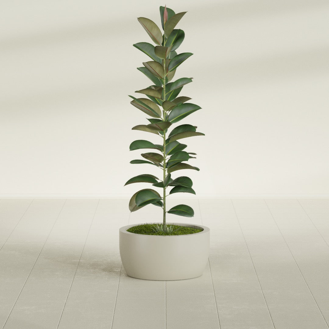 Casablanca Medium Round Low Bowl Fiberglass Planter - 20 in x 20 in x 10 in - Satin Beige - Satin Beige,20 in x 20 in x 10 in