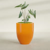 Valencia Large Round Fiberglass Planter - 27 in x 27 in x 31 in - Gloss Tangerine - Gloss Tangerine,27 in x 27 in x 31 in