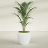 Wannsee Large Round Fiberglass Planter - 33 in x 33 in x 29 in - Matte White - Matte White,33 in x 33 in x 29 in