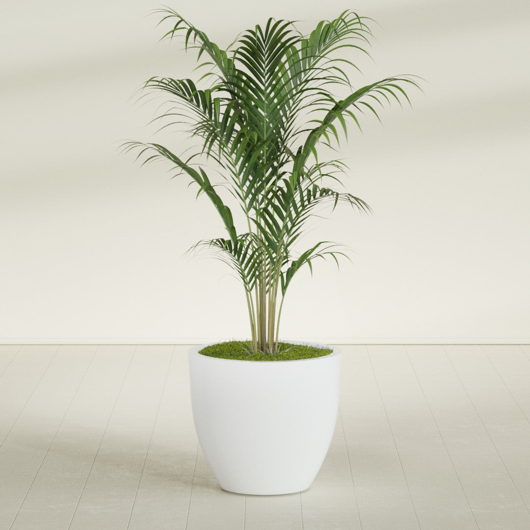 Wannsee Large Round Fiberglass Planter - 33 in x 33 in x 29 in - Matte White - Matte White,33 in x 33 in x 29 in