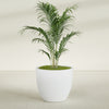 Wannsee Large Round Fiberglass Planter - 39 in x 39 in x 34 in - Gloss White - Gloss White,39 in x 39 in x 34 in