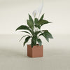 Montroy Small Cube Square Fiberglass Planter - 12 in x 12 in x 12 in - Matte Terracotta - Matte Terracotta,12 in x 12 in x 12 in