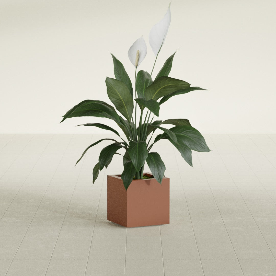 Montroy Small Cube Square Fiberglass Planter - 12 in x 12 in x 12 in - Matte Terracotta - Matte Terracotta,12 in x 12 in x 12 in