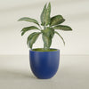 Alzira Large Round Fiberglass Planter - 30 in x 30 in x 28 in - Matte Cobalt Blue - Matte Cobalt Blue,30 in x 30 in x 28 in