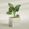 Montroy Extra Large Cube Square Fiberglass Planter - 48 in x 48 in x 48 in - Satin Beige - Satin Beige,48 in x 48 in x 48 in