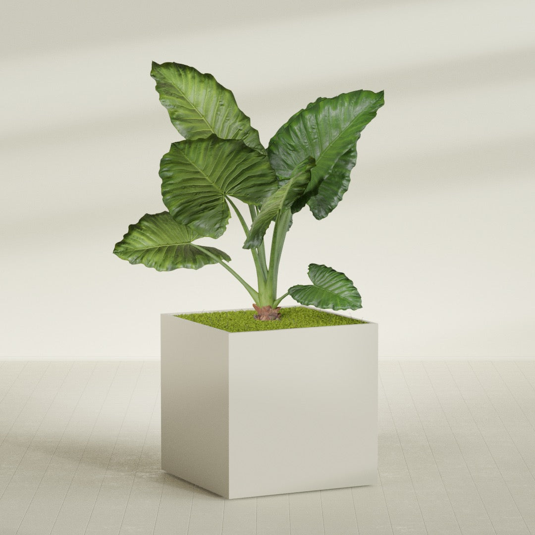 Montroy Extra Large Cube Square Fiberglass Planter - 48 in x 48 in x 48 in - Satin Beige - Satin Beige,48 in x 48 in x 48 in