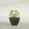 Lima Small Tapered Square Fiberglass Planter - 16 in x 16 in x 16 in - Matte Brown - Matte Brown,16 in x 16 in x 16 in