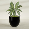 Alzira Large Round Fiberglass Planter - 36 in x 36 in x 34 in - Gloss Black - Gloss Black,36 in x 36 in x 34 in